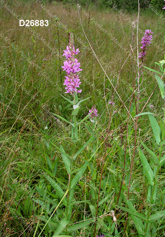 Purple Loosestrife (Lythrum salicaria)